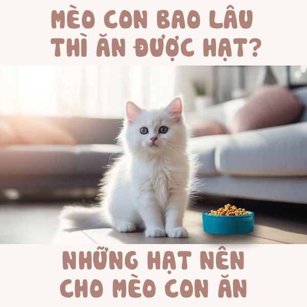 Mèo con bao lâu thì ăn được hạt