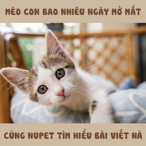 Mèo con bao nhiêu ngày mở mắt