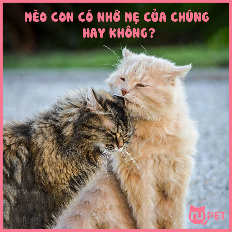 Mèo con có nhớ mẹ của chúng không