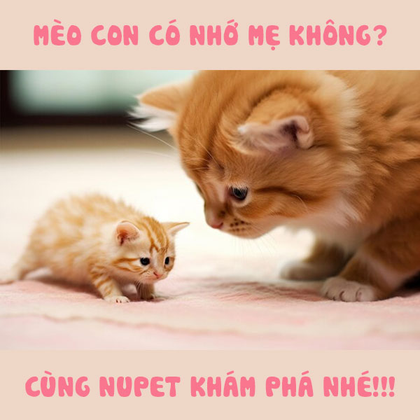 Mèo con có nhớ mẹ không