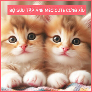 ngo-nghinh-anh-meo-cute-nupet