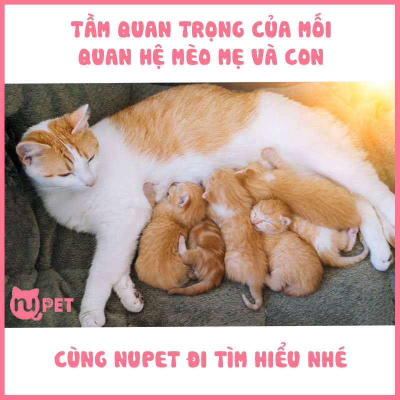 Tầm quan trọng của rmối quan hệ mèo mẹ và con