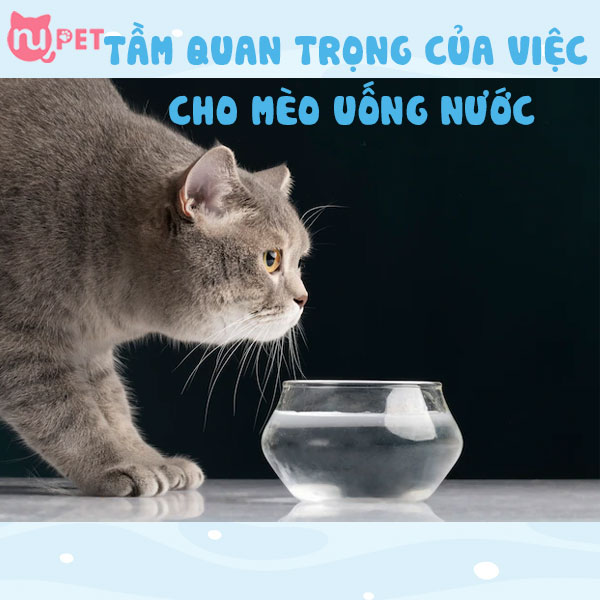 Tầm quan trọng của việc cho mèo uống nước