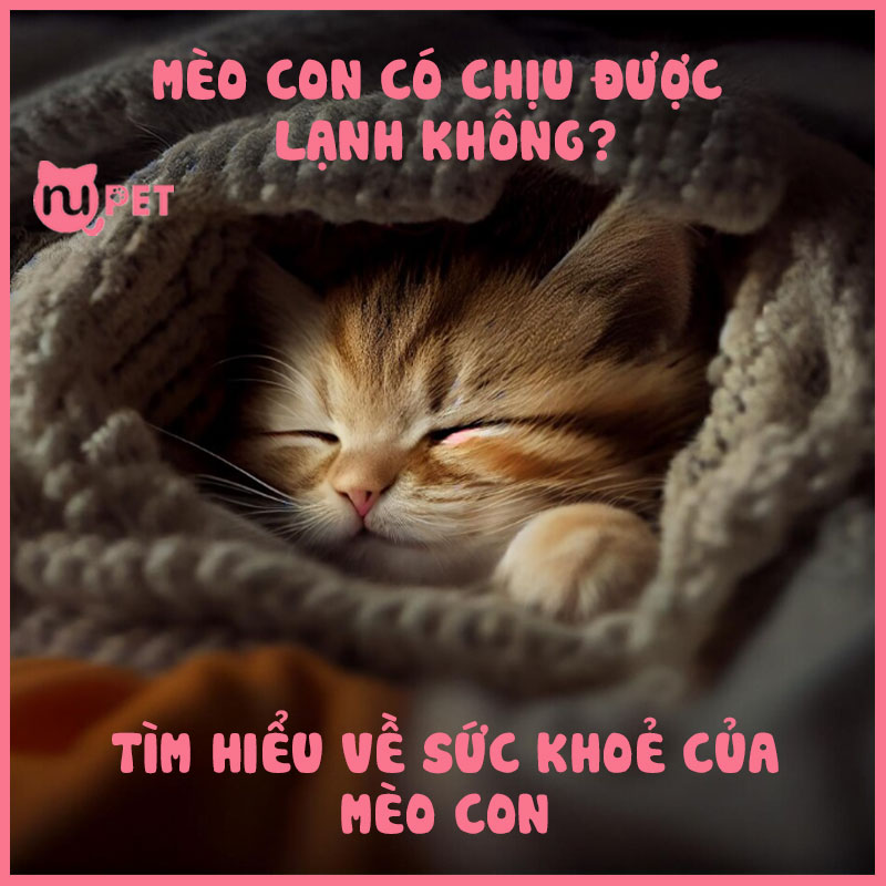 Tìm hiểu về việc mèo con có chịu lạnh được không