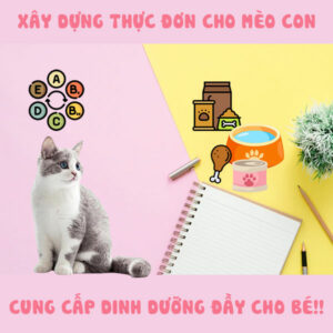 Xây dựng thực đơn cho mèo con