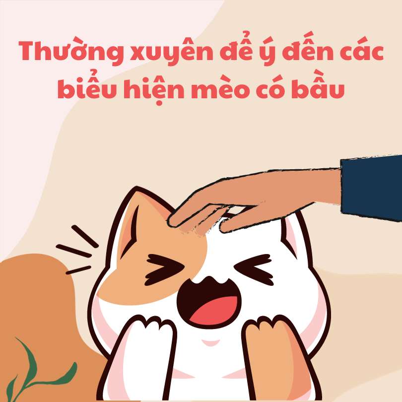 Thường xuyên để ý đến các biểu hiện mèo có bầu