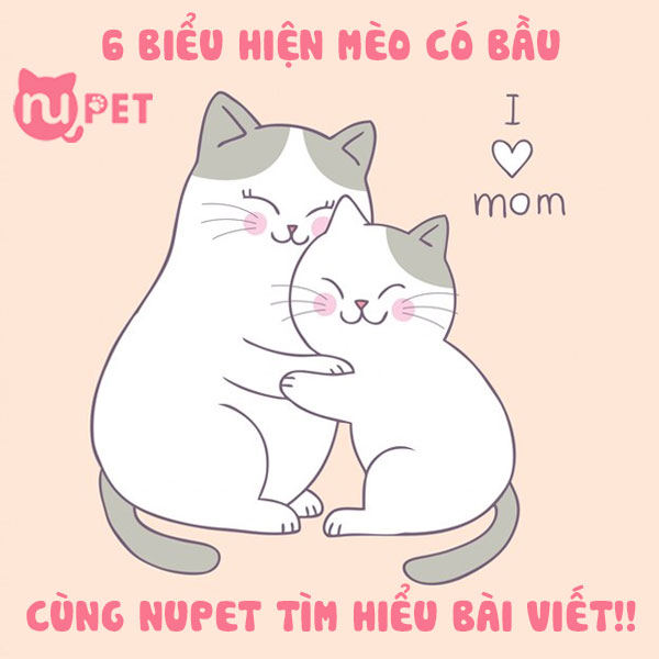 Biểu hiện của mèo có bầu mà bạn cần biết