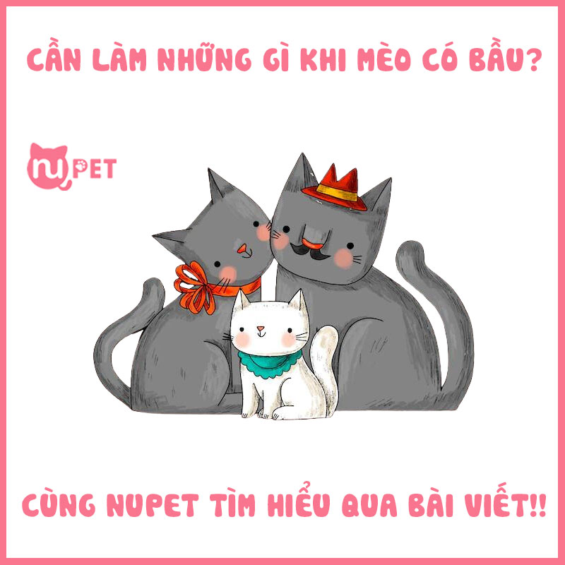 Cần làm những gì khi mèo có bầu