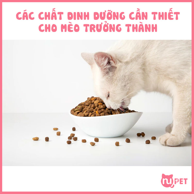 Chế độ ăn đầy đủ các chất dinh dưỡng cho mèo trưởng thành