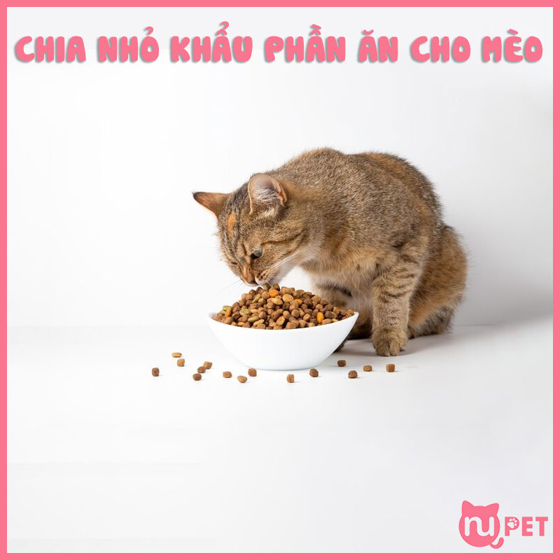 Chia nhỏ khẩu phần ăn cho mèo