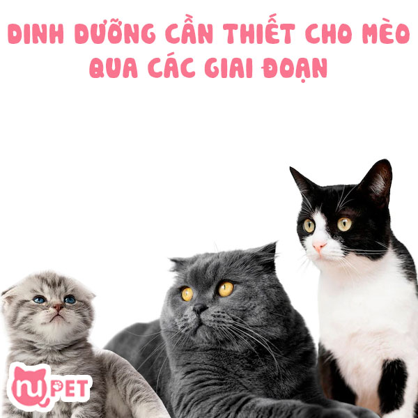 Dinh dưỡng cho mèo qua các giai đoạn