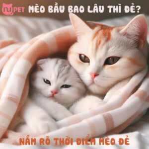 Mèo bầu bao lâu thì đẻ