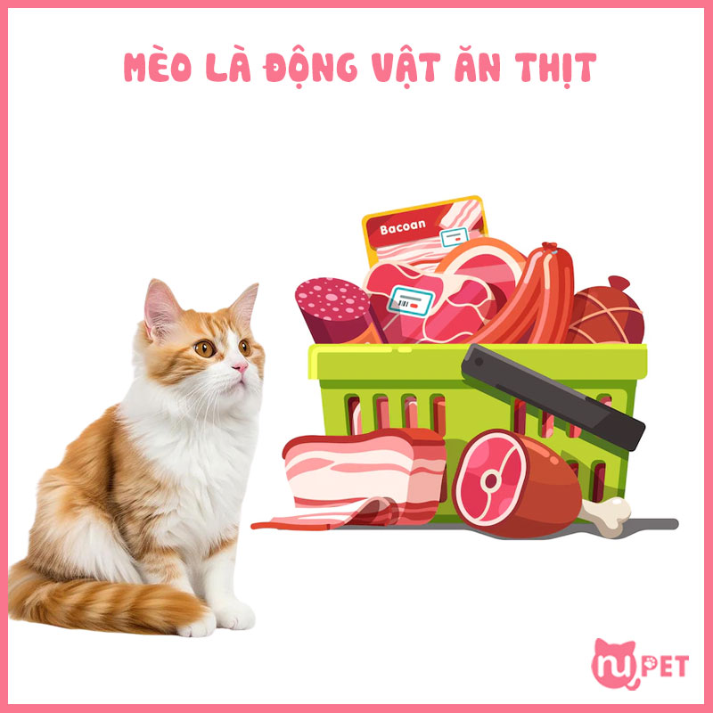 Mèo là động vật ăn thịt