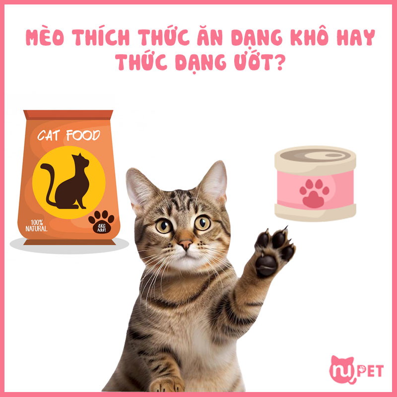 Mèo thích thức ăn dạng khô hay dạng ướt