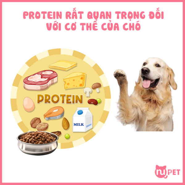 40 chất dinh dưỡng thiết yếu trong chế độ ăn hoàn hảo của chó