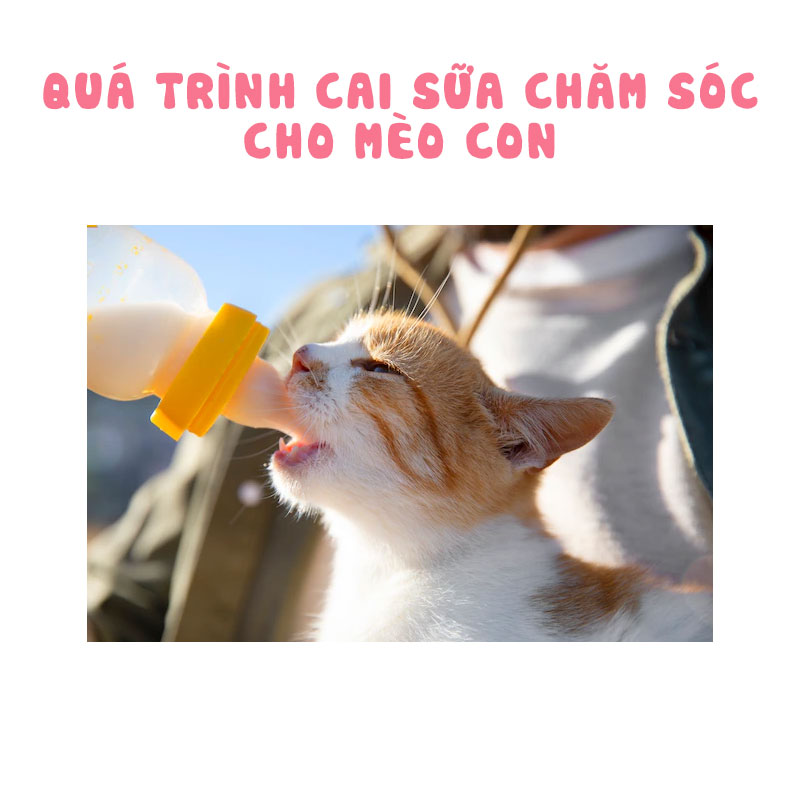 Bắt đầu quá trình cai sữa