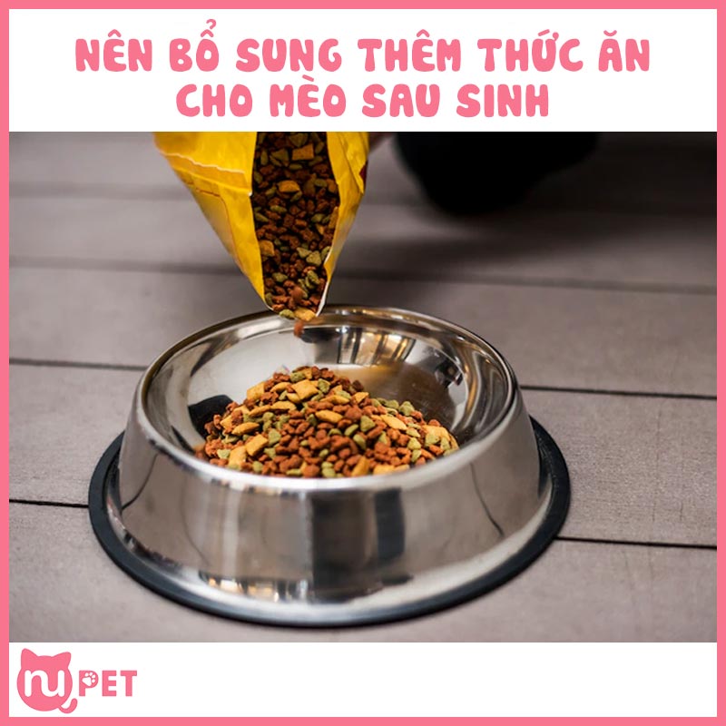 Bổ sung thêm thức ăn hạt cho mèo sau sinh