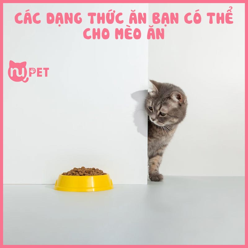 Các dạng thức ăn bạn có thể cho mèo ăn