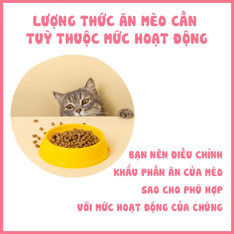 Cân bằng dinh dưỡng để mèo không bị béo phì