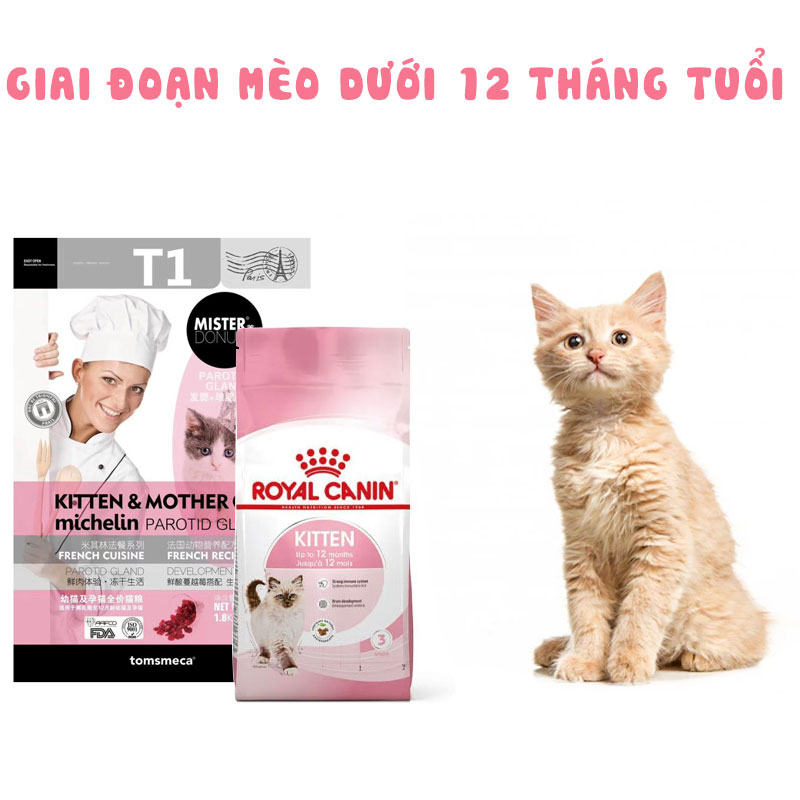 Chăm sóc cho mèo con dưới 12 tháng tuổi