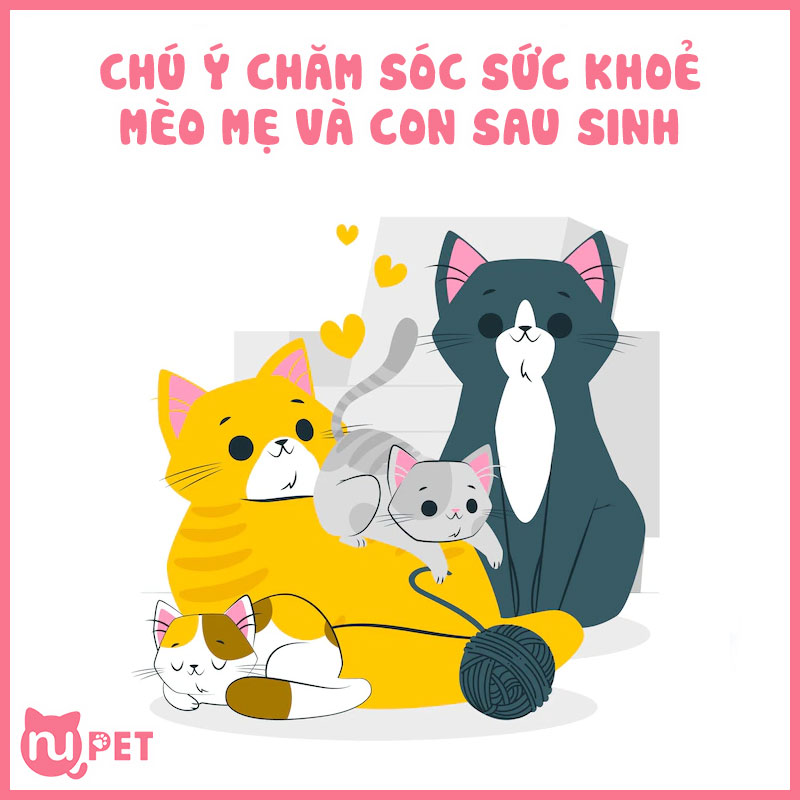 Chú ý chăm sóc sức khoẻ mèo mẹ và mèo con