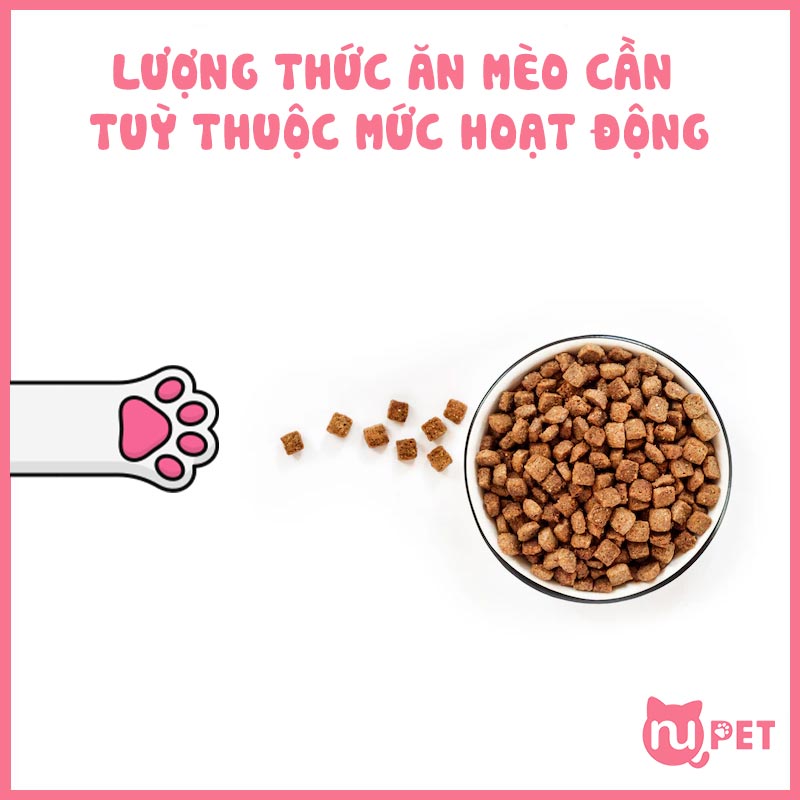 Cung cấp lượng thức ăn vừa đủ đêr chăm sóc cho mèo trưởng thành