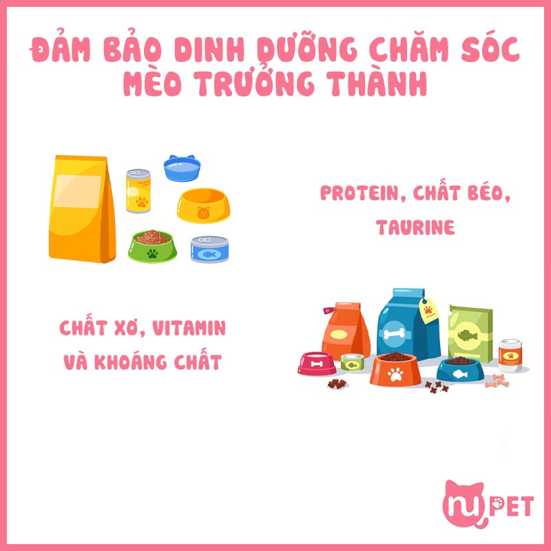 Đảm bảo dinh dưỡng trong thức ăn chăm sóc mèo trưởng thành