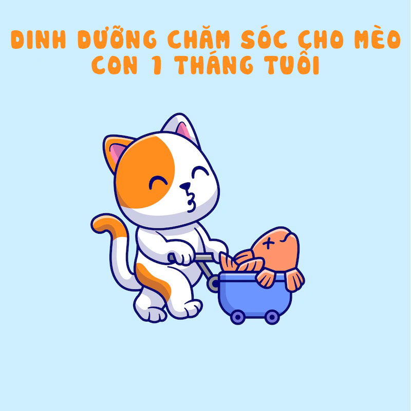 Dinh dưỡng chăm sóc cho mèo con 1 tháng tuổi