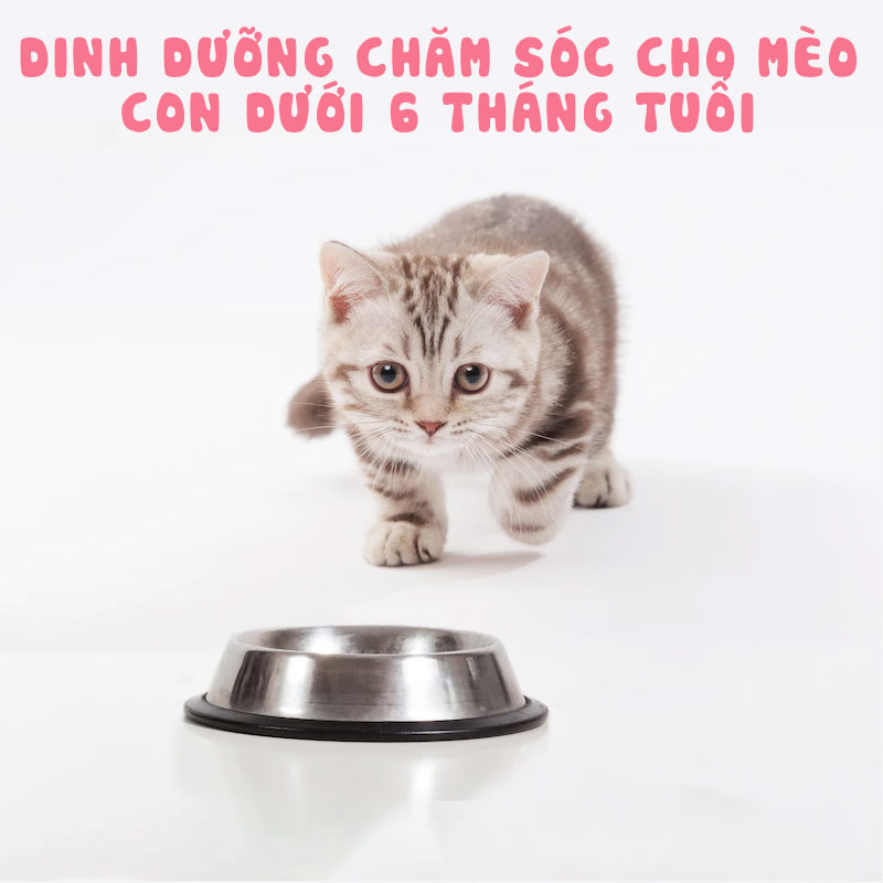 Dinh dưỡng cho mèo 6 tháng tuối