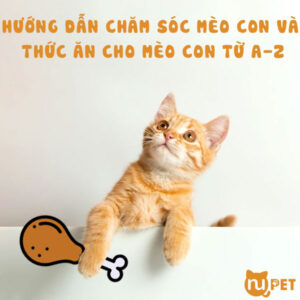 Hướng dẫn chăm sóc cho mèo con