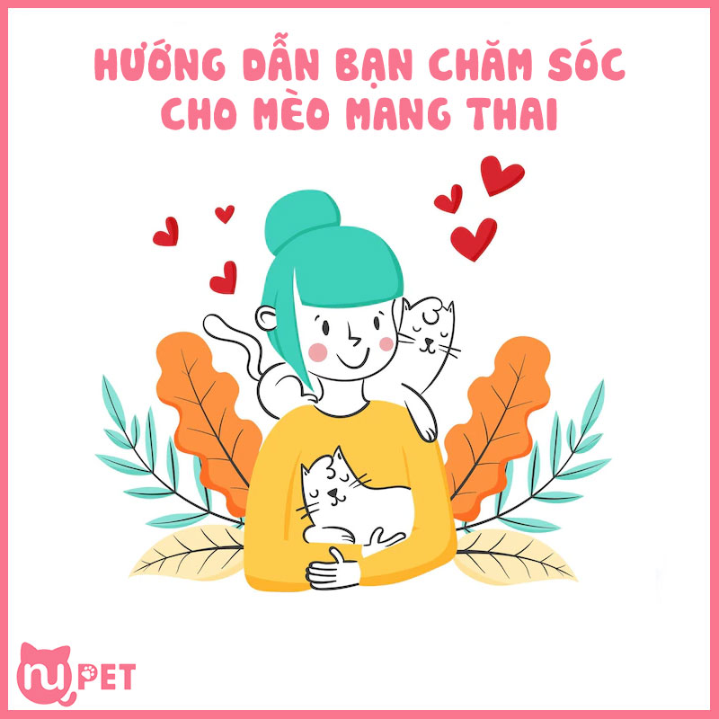 Hướng dẫn chăm sóc cho mèo mang thai