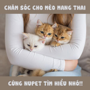 Hướng dẫn chăm sóc sức khoẻ cho mèo bầu