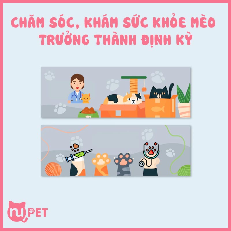 Khám sức khoẻ và chăm sóc cho mèo trưởng thành thường xuyên hơn