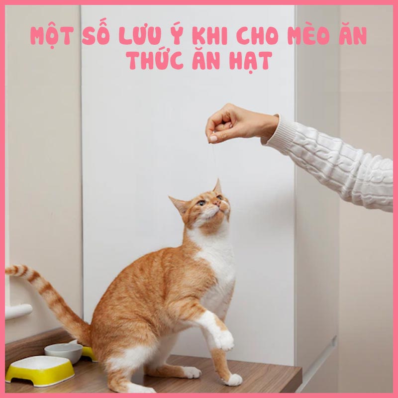 Một số lưu ý khi cho mèo ăn hạt