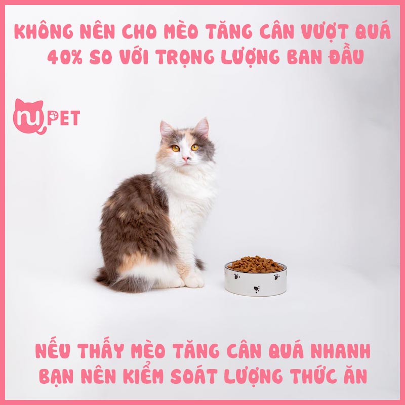 Nên kiểm soát lượng thức ăn của mèo