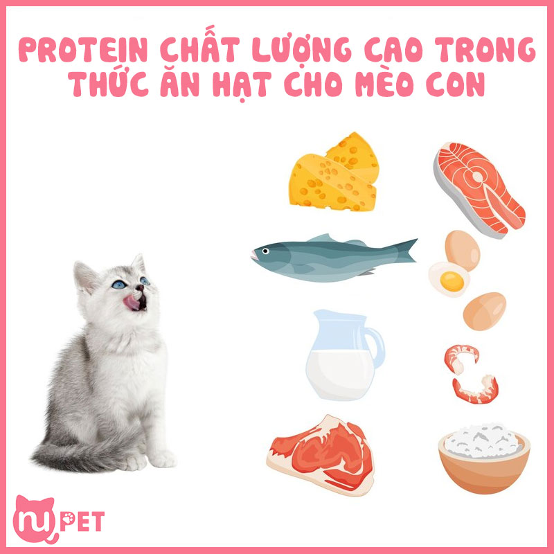 Protein chất lượng trong hạt của mèo