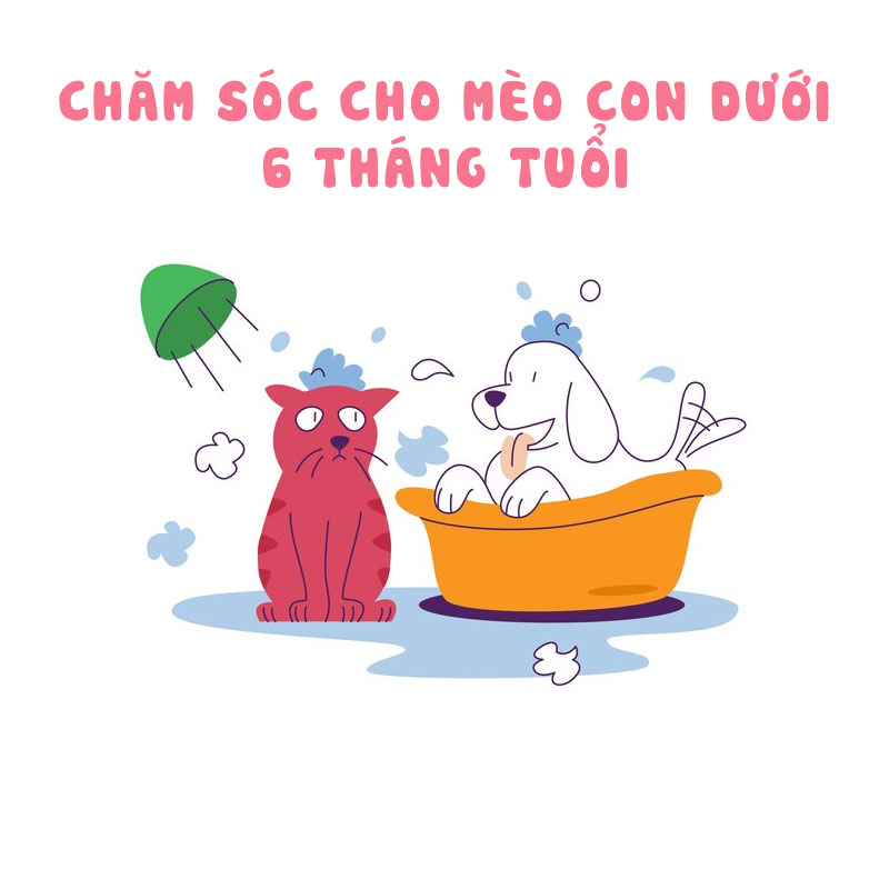 Tắm rửa vệ sinh cho mèo