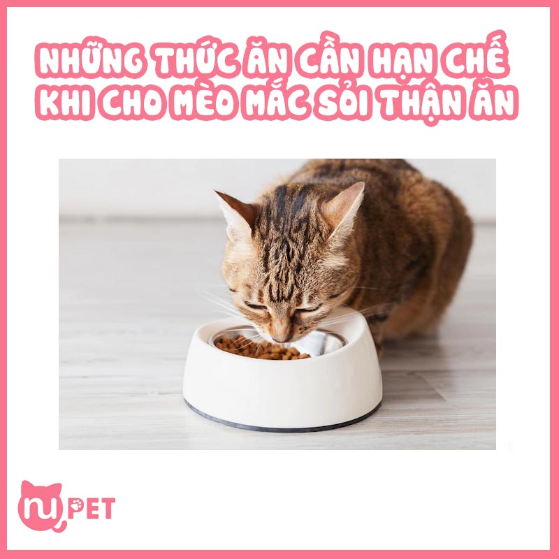 Những thúc ăn không nên cho mèo bị sỏi thận ăn