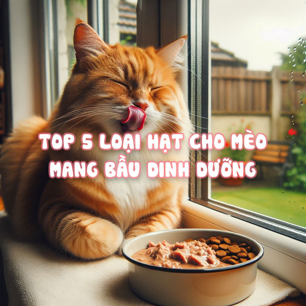Top 5 loại hạt cho mèo mang thai ăn