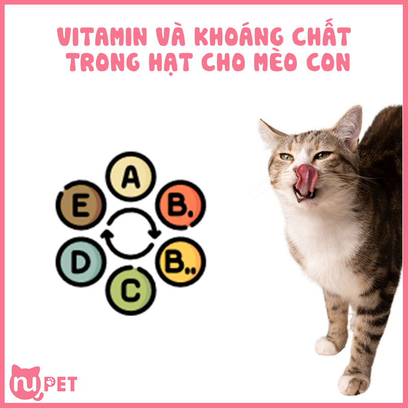 Vitamin và khoáng chất trong thức ăn cho mèo