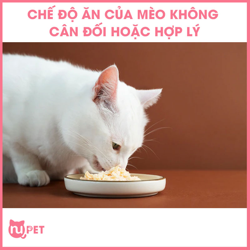 Chế độ ăn của mèo không được cân đối hoặc hợp lý