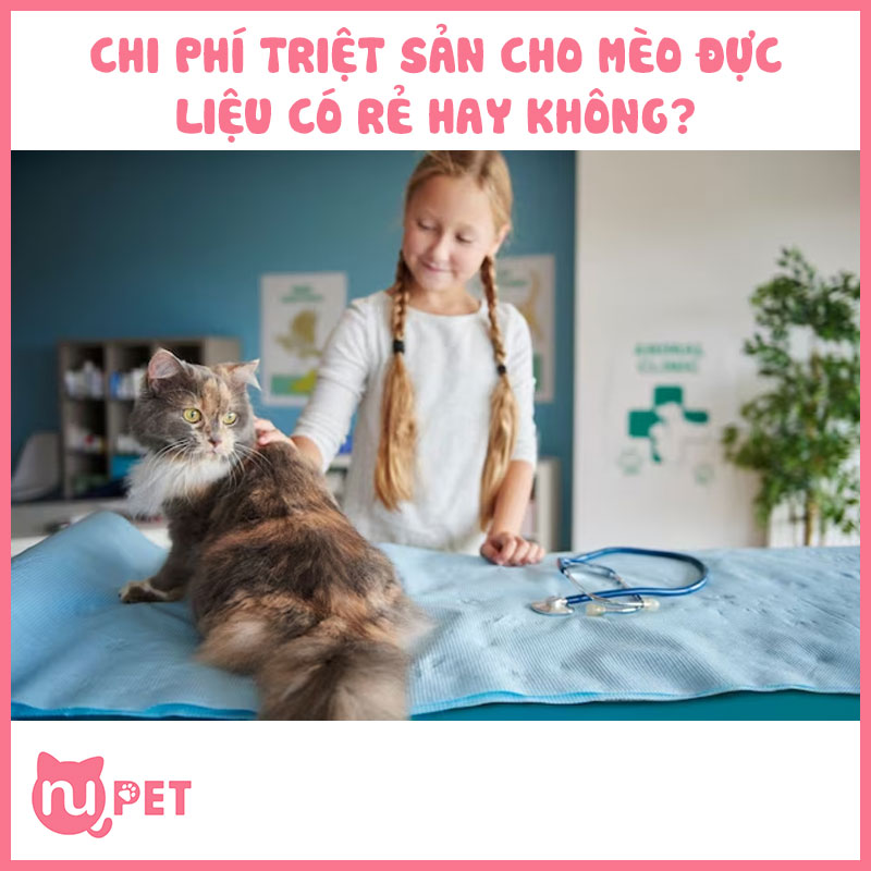 Chi phí triệt cho mèo có rẻ không