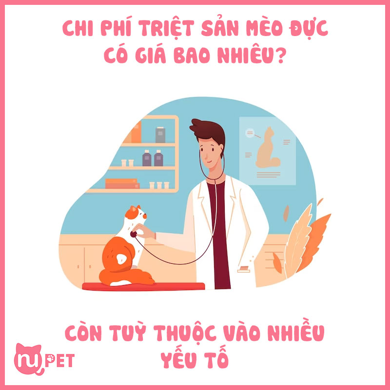Chi phí triệt sản cho mèo đực bao nhiêu