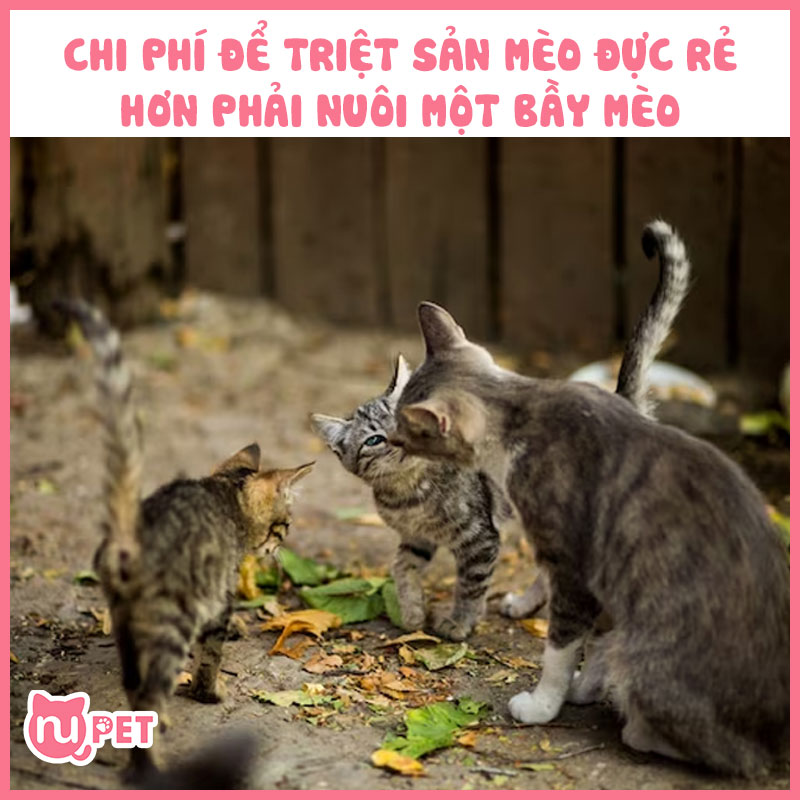 Chi phí triệt sản rẻ hơn việc nuôi một bầy mèo