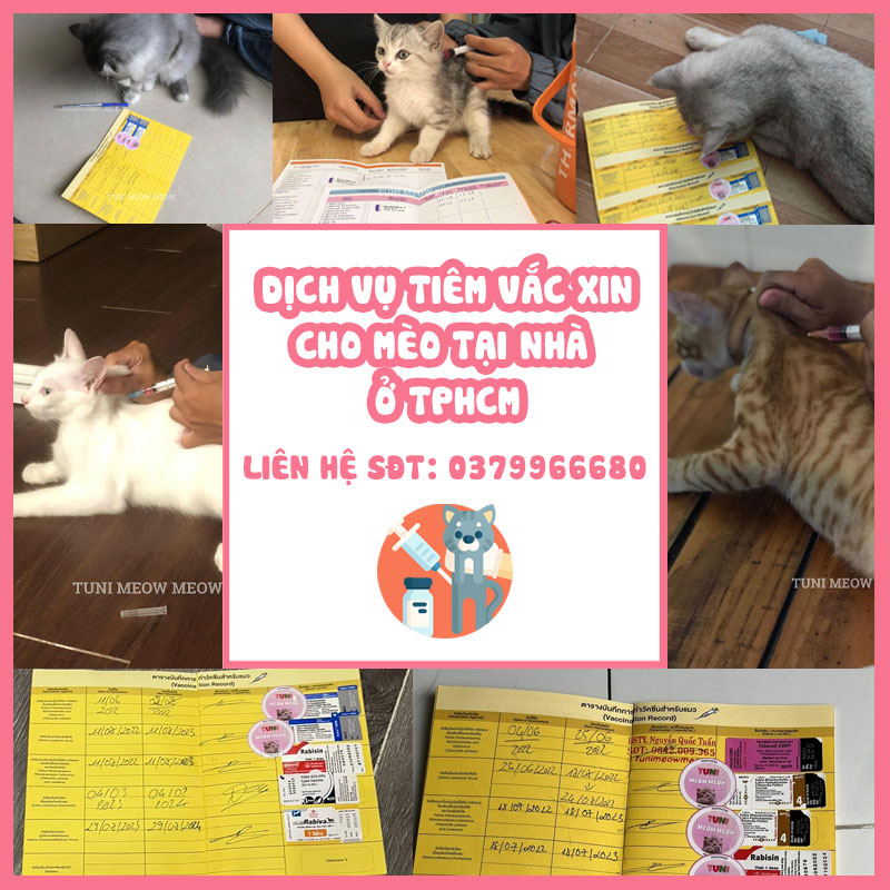 Dịch vụ tiêm vắc xin cho mèo tại nhà ở TpHCM