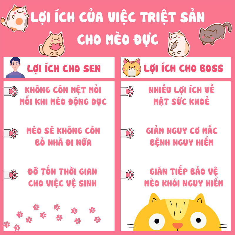 Lợi ích của việc triệt sản cho mèo đực