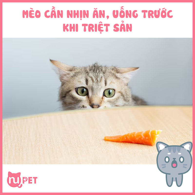 Mèo cần nhịn ăn uống trước khi triệt