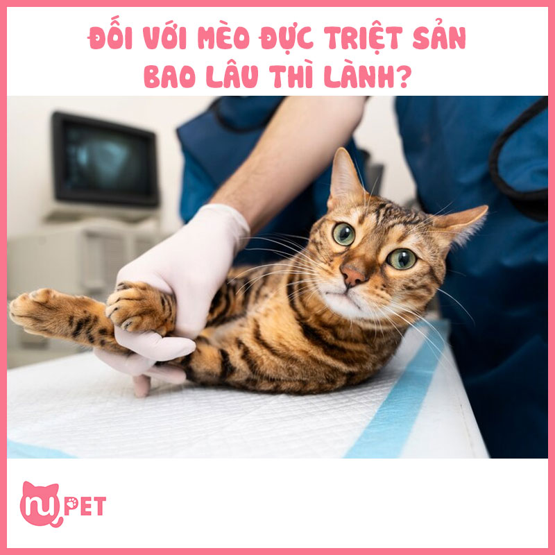 Mèo đực triệt sản bao lâu thì lành