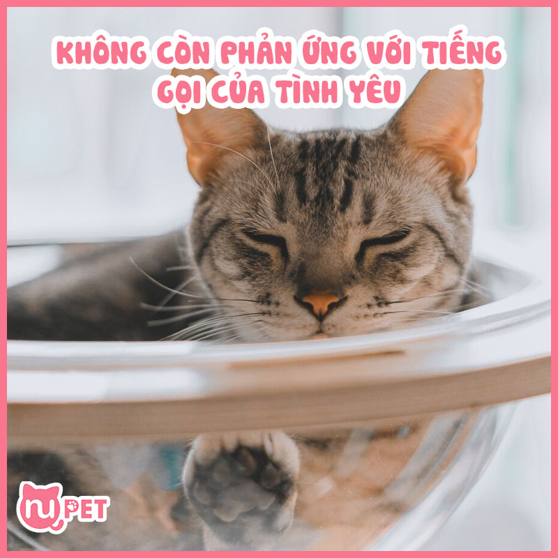 Mèo sẽ không còn hứng với những tiếng gọi của mèo cái