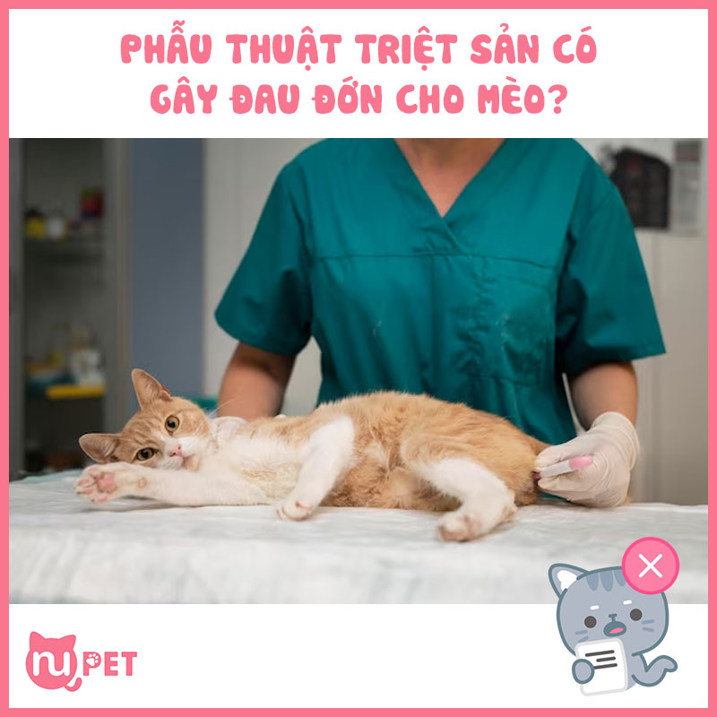 Phẫu thuật triệt sản có gây đau đớn